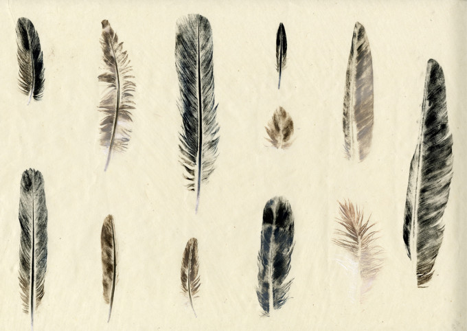 Twelve Feathers